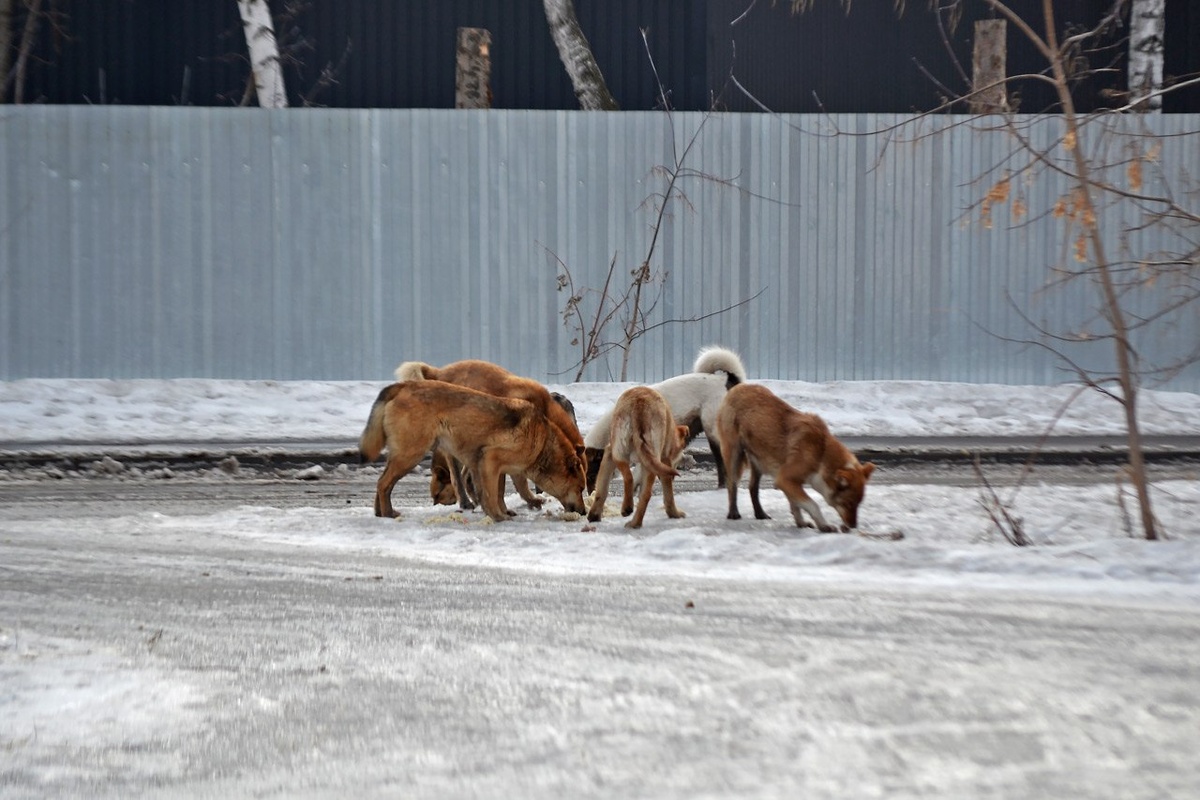     По мнению некоторых зоозащитников, проблему раздувают СМИ. Но меньше ли станет нападений, если все будут молчать?