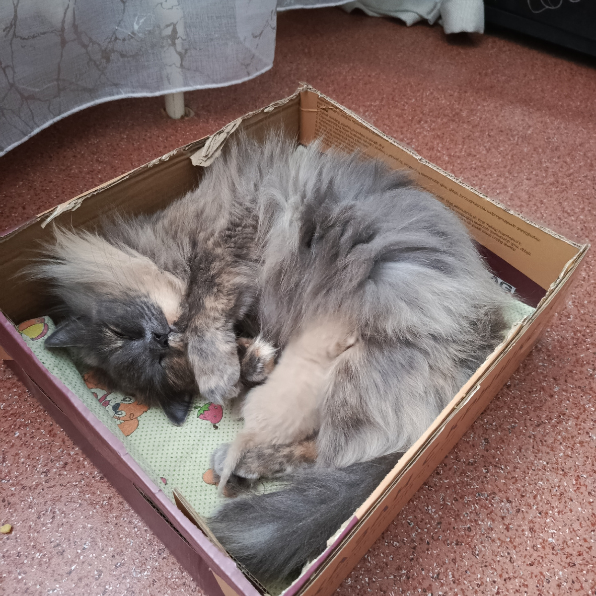 Попробуй разгляди, это рыжее чудо!