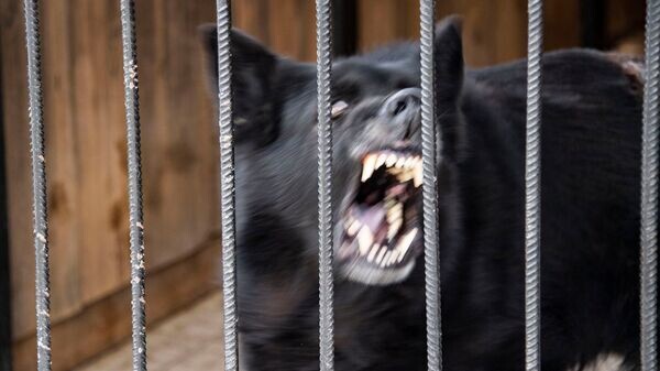    © РИА Новости Крым . Дмитрий Макеев