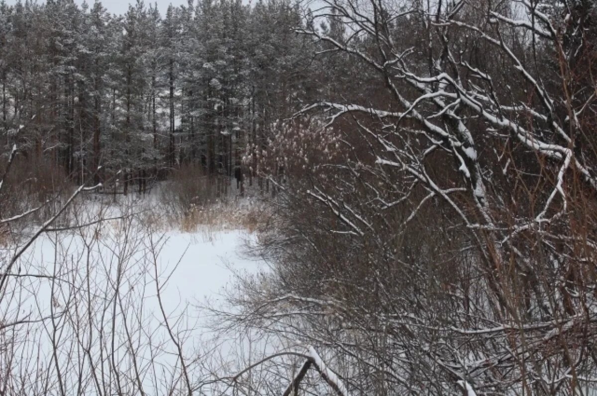    О приметах в день Льва-катальщика напомнили жителям Новосибирска