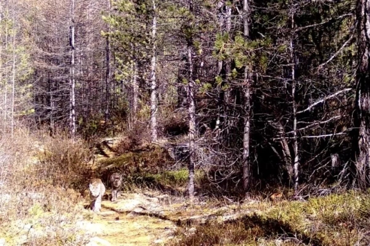    Рысь с котятами попала в объетив фотоловушки на вершине Букукуна