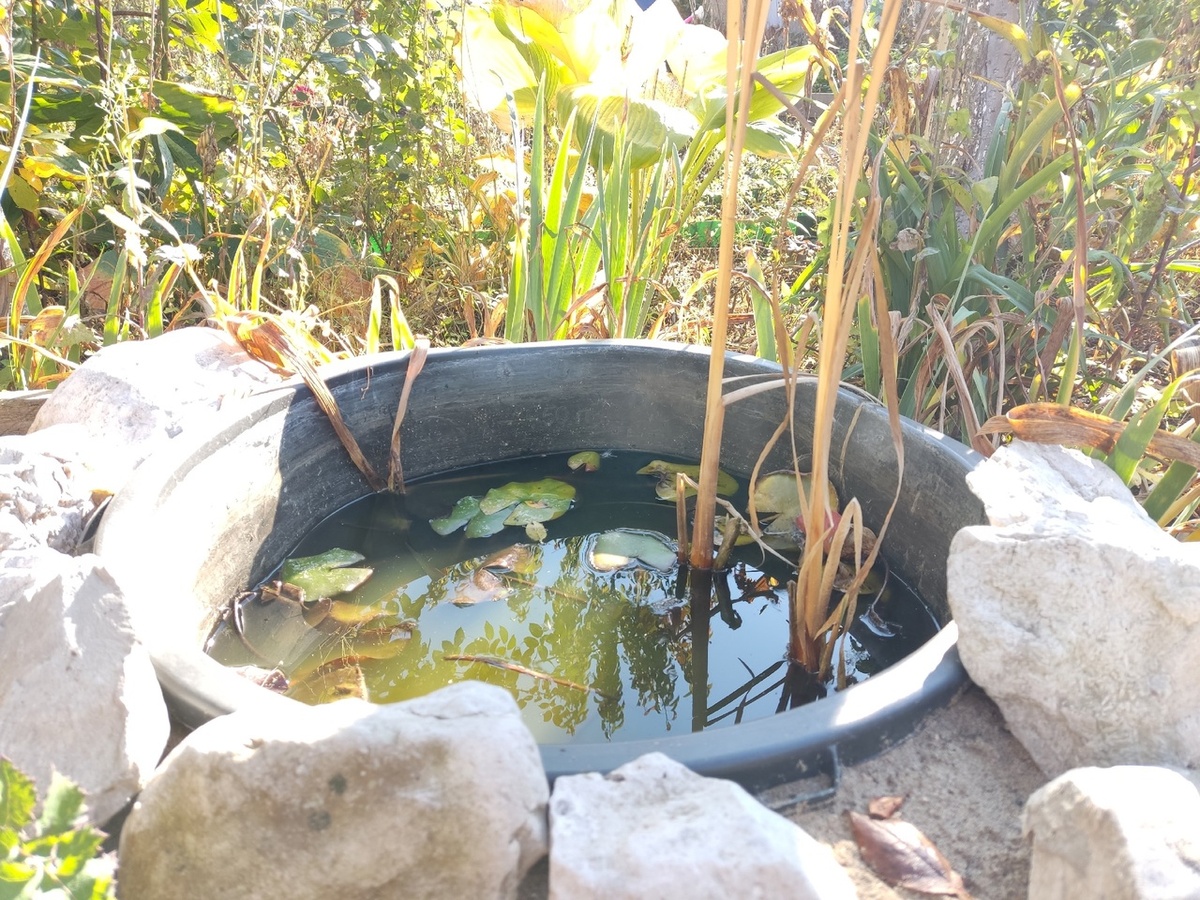 Ноябрь. Так выглядела вода перед уборкой нимфей на зимовку