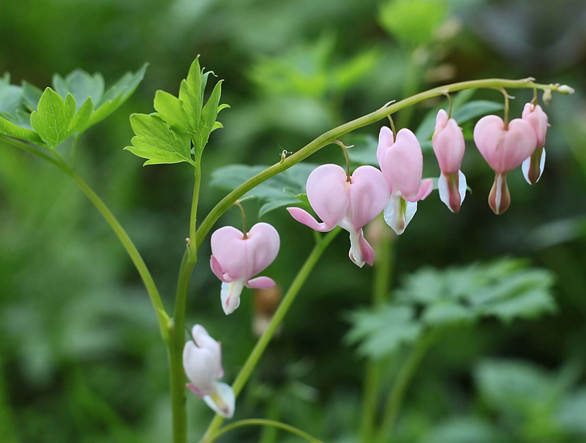 Автор фото - Сергей Соболев, канал "Сад в город"