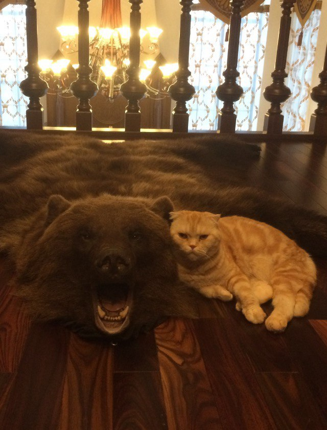 кот Ларисы Невидайло