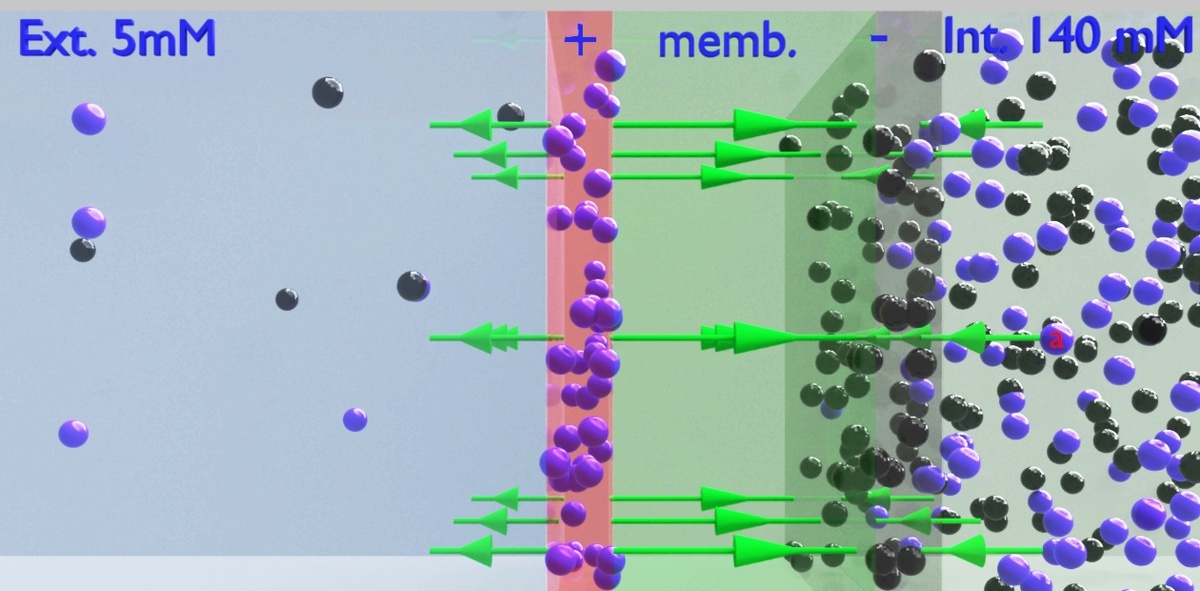 Ионное ядро генерации потенциала покоя (для калия)