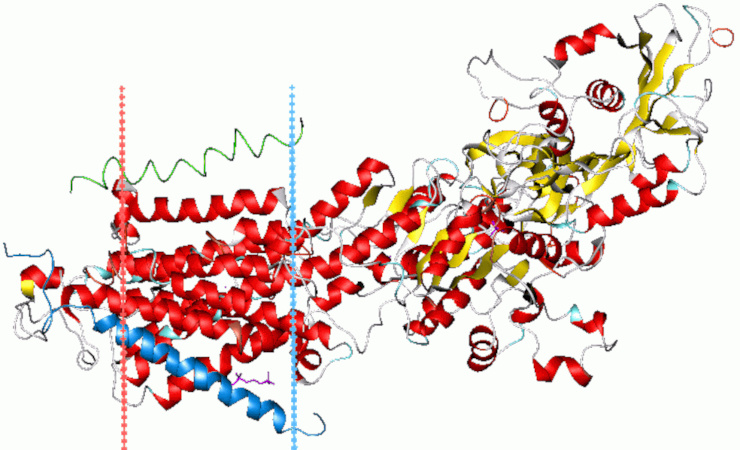 Натрий-калиевый  насос (Na+/K+-АТФаза) представляет собой трансмембранный белок,  работающий на энергии АТФ. За один цикл работы насоса в клетке  происходит экспорт трех ионов натрия и импорт двух ионов калия. © CC  BY-SA 3.0/ Andrei Lomize