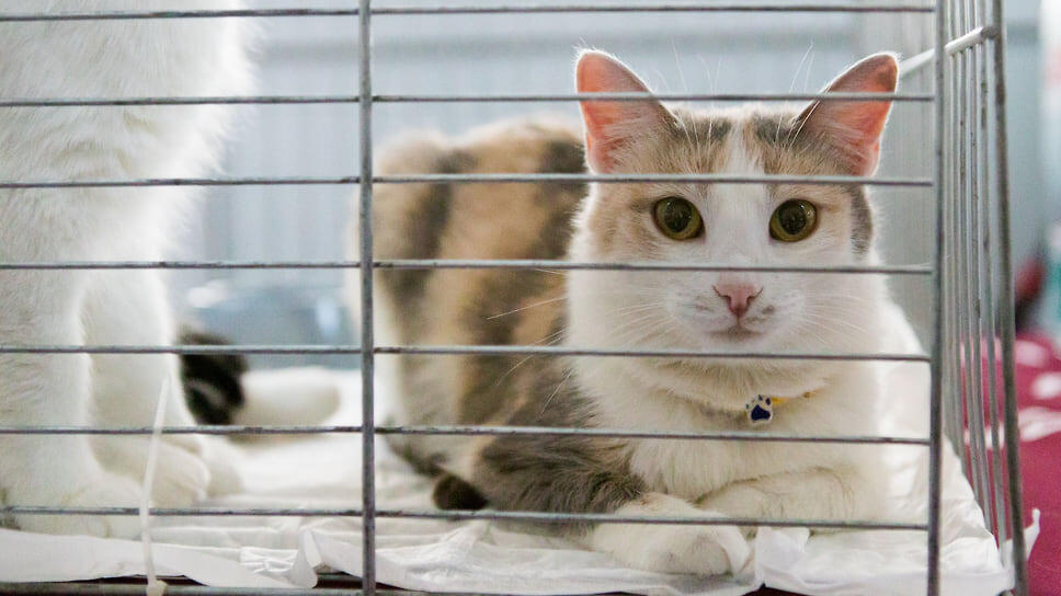 Одна из участниц выставки.📷Фото: Ксения Федорова / Коммерсантъ