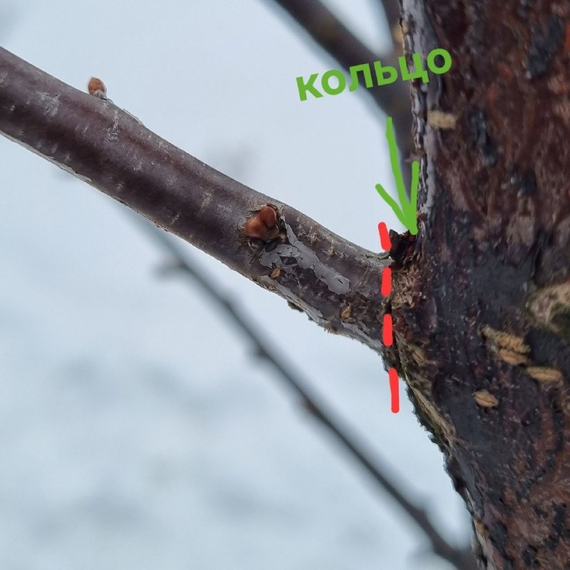 Кольцеобразный наплыв