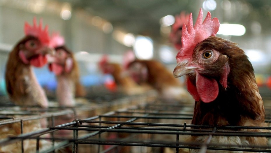    Автор фото: архив "ДП"