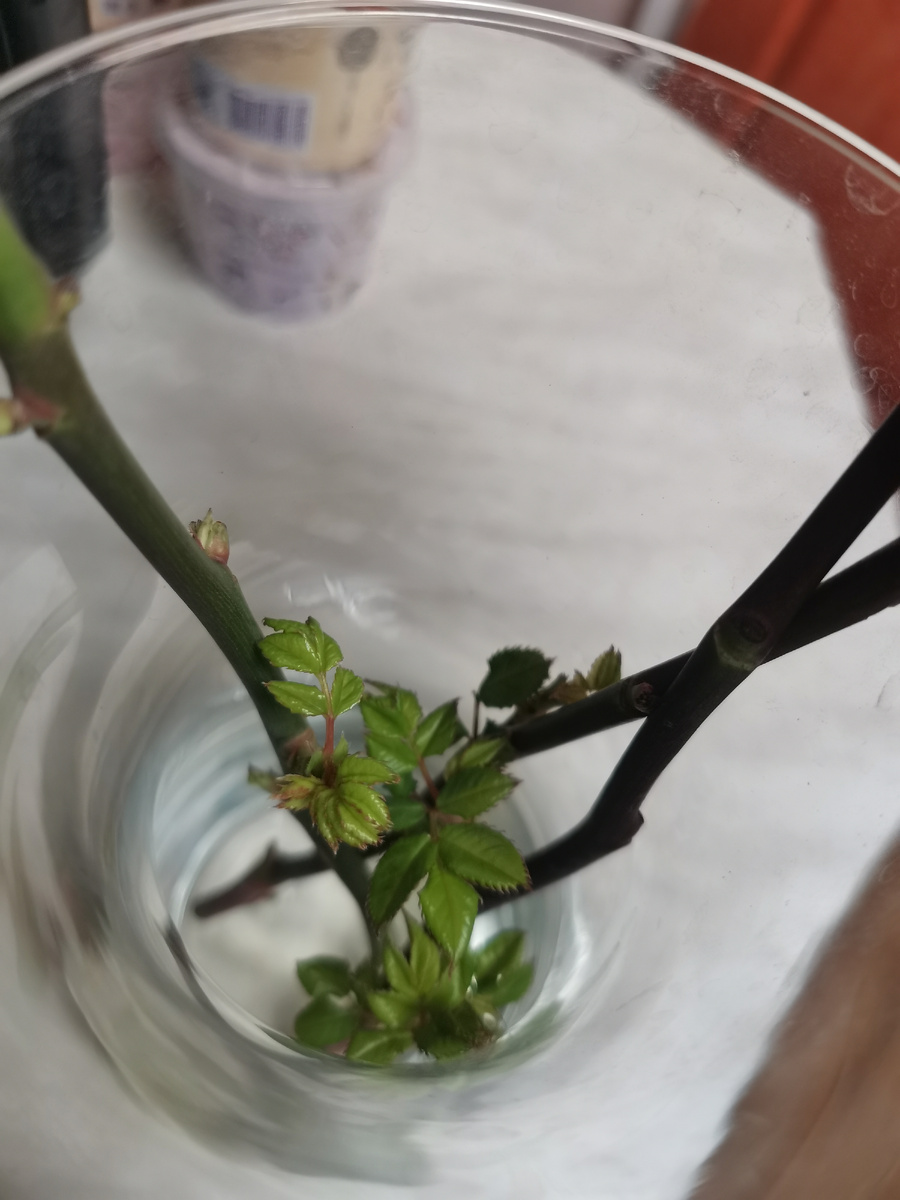 После одного из обрядов прощения Рода в вазе расцвели практически сразу стебли роз. По тому времени пришел еще один ребенок в Род.