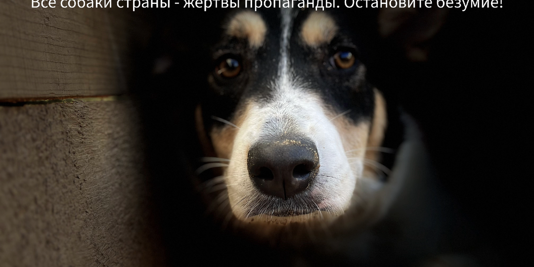 Смерть в Федеральном законе. Все собаки страны - жертвы пропагады. Остановите безумие.