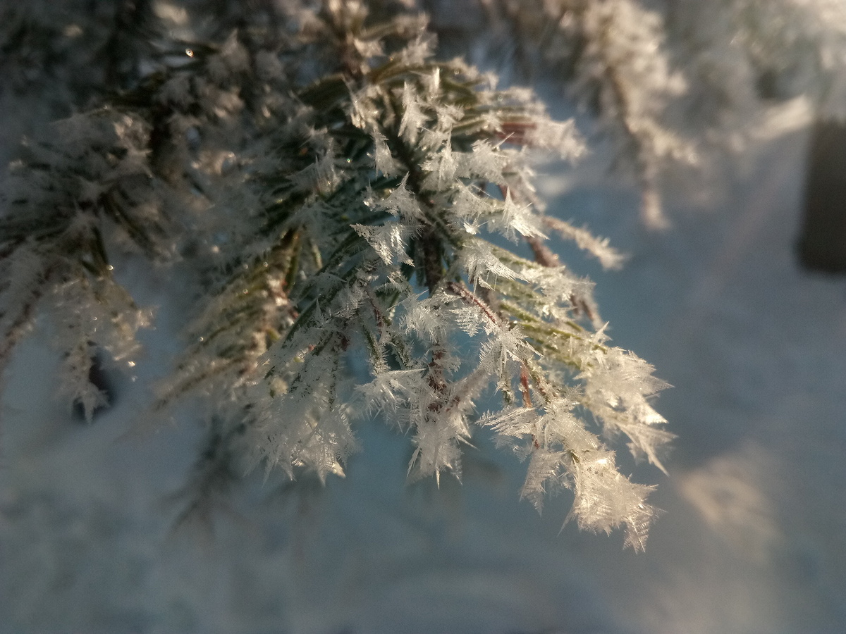 Утренний иней. Ночью было -20, днём -5 и конденсат выпал кристаллами на промороженных деревьях ... Открытка на 8 марта.