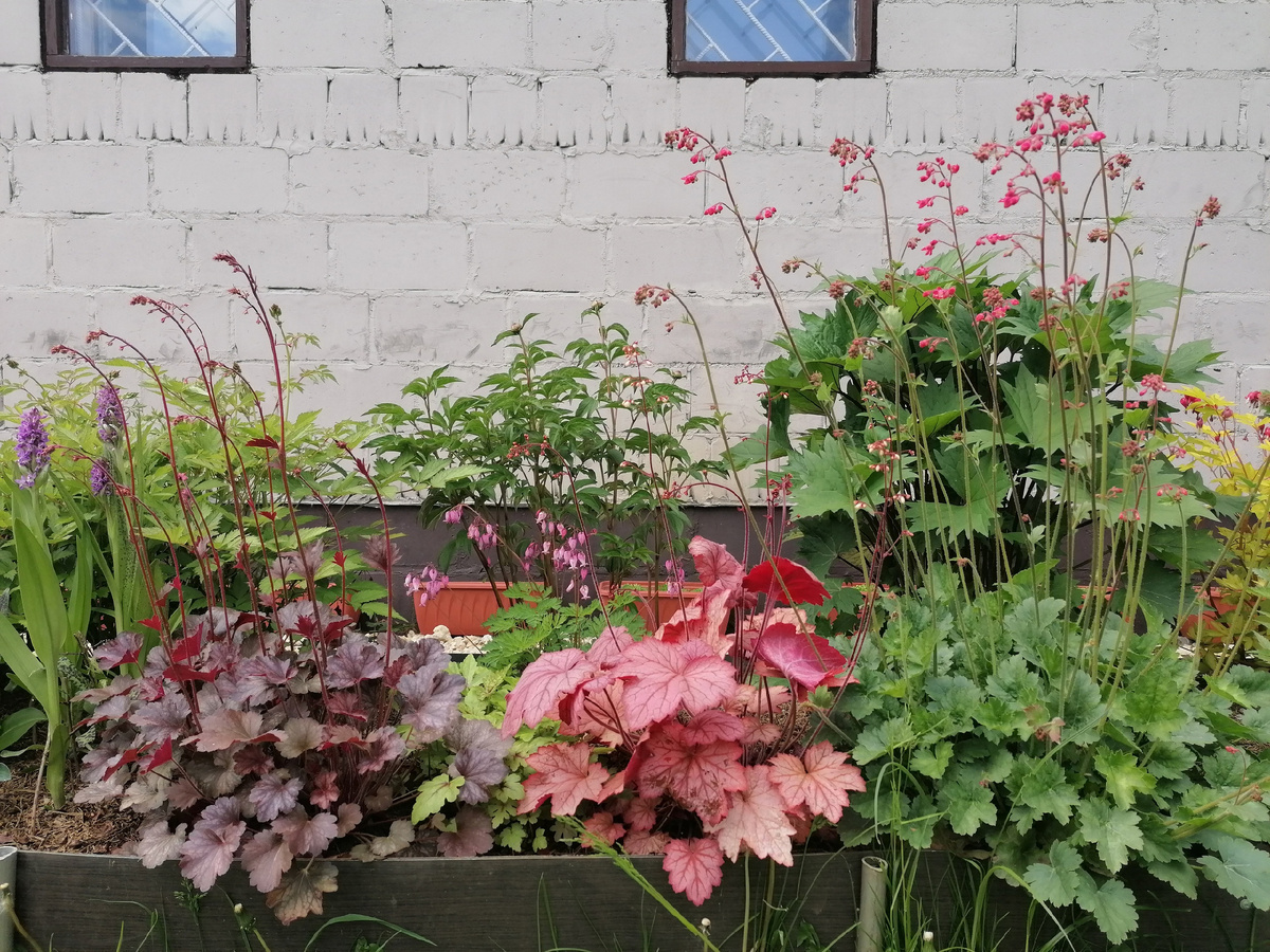 Гe_йx_epы (Heuchera) в нашем теневом цветнике с бордовыми листьями - сорт "Каскадный рассвет" (Cascade Dawn), с розовыми листьями - сорт 'Отум Ливз' (Autumn leaves), и с зелеными листьями - сорт 'Робyста' (Robusta). Фото автора @Маша Генералова.