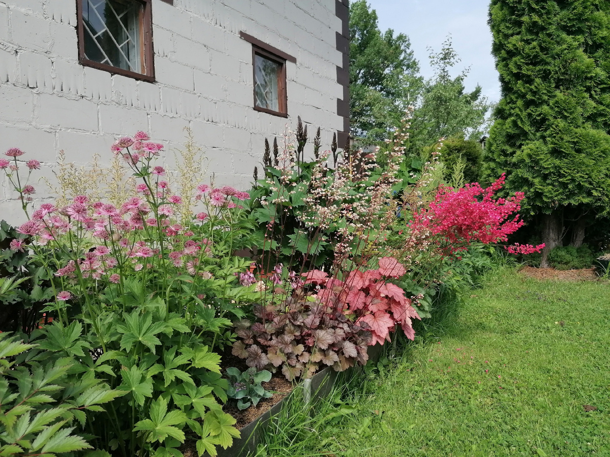 Гe_йx_epы (Heuchera) в нашем теневом цветнике с бордовыми листьями - сорт "Каскадный рассвет" (Cascade Dawn), с розовыми листьями - сорт 'Отум Ливз' (Autumn leaves), и с зелеными листьями - сорт 'Робyста' (Robusta). Фото автора @Маша Генералова.