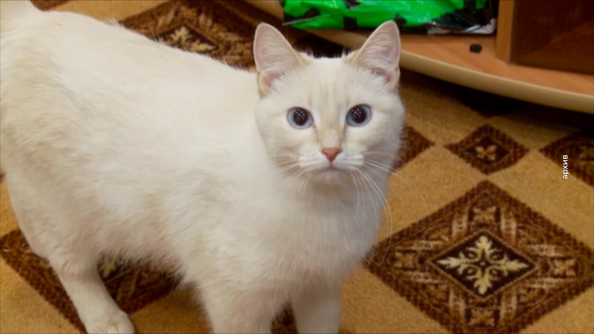 кадр из программы "Вечерний хэштег"