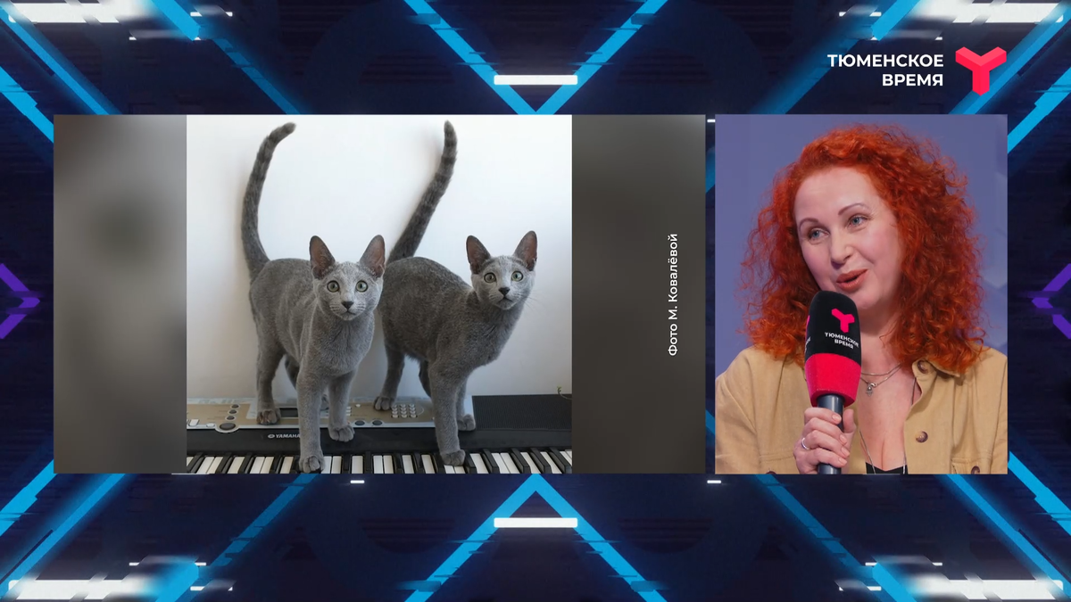 Марина Ковалёва, филинолог, заводчик и владелец питомника кошек породы русская голубая и её питомцы