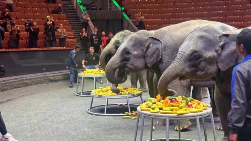     Слоны из Мьянмы. MariaVladimirovnaZakharova / Telegram