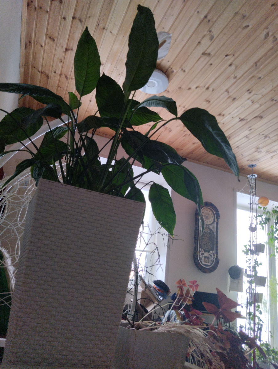 Фото автора- утро в деревне