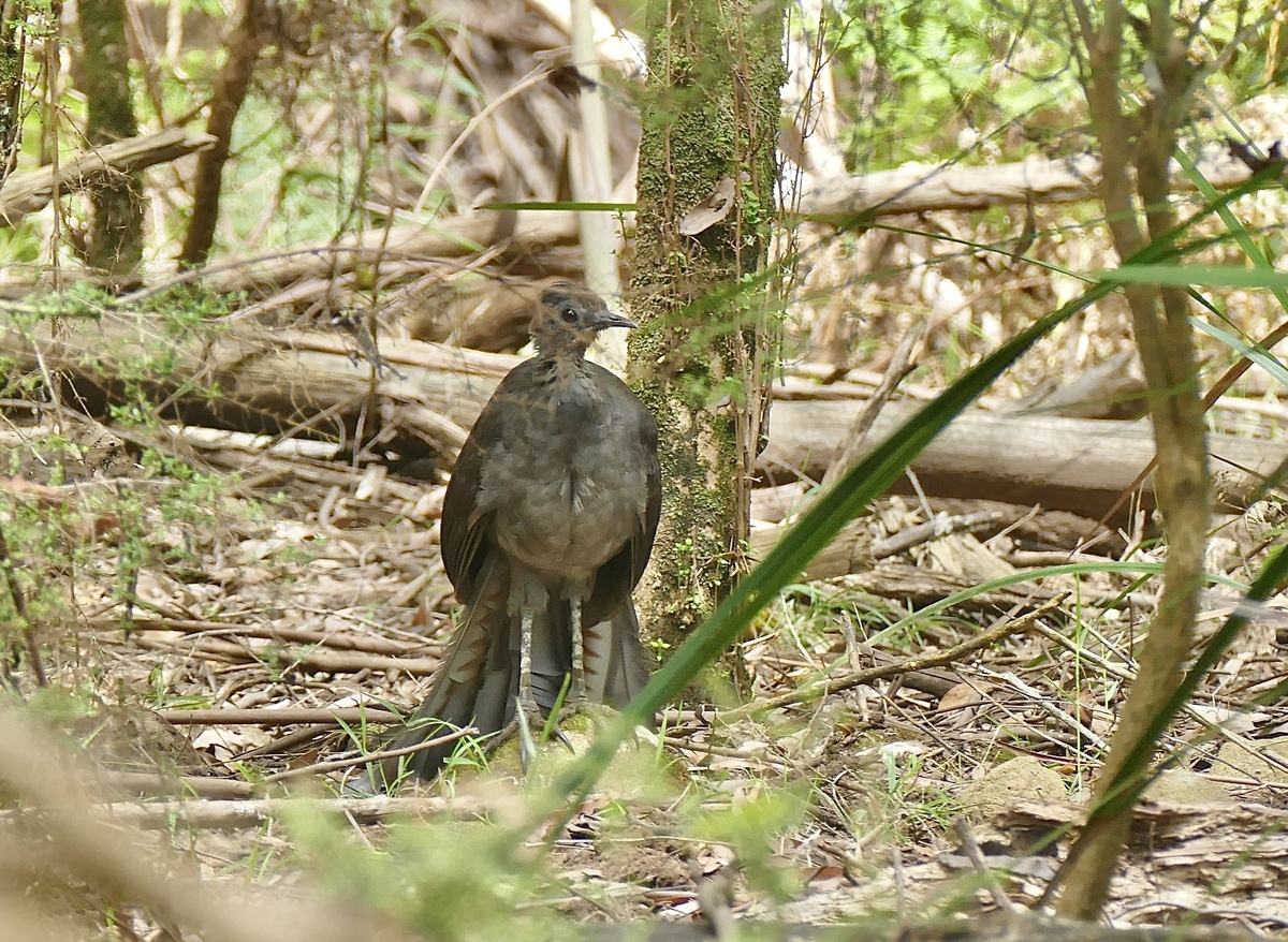inaturalist