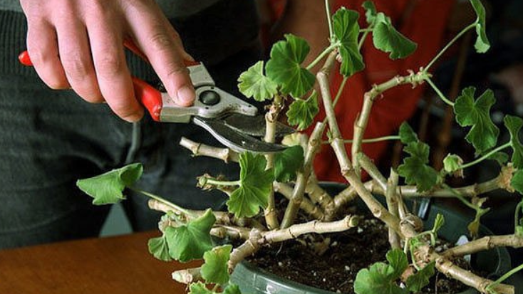 Применяю дедовский способ формирования герани весной. 4 этапа обрезки дают пышное цветение через 25 дней