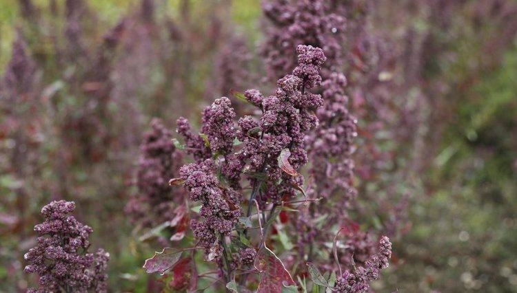   Уникальную солеустойчивость киноа выяснили на молекулярном уровне