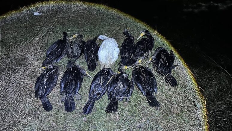    Найденные на берегу Чибийского канала мертвые птицы / t.me/krd_exp