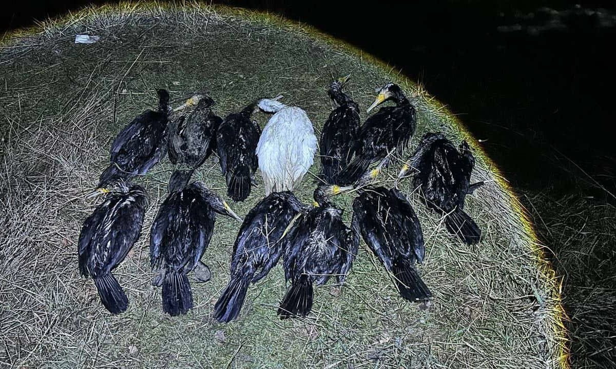    Фото t.me/typodar/