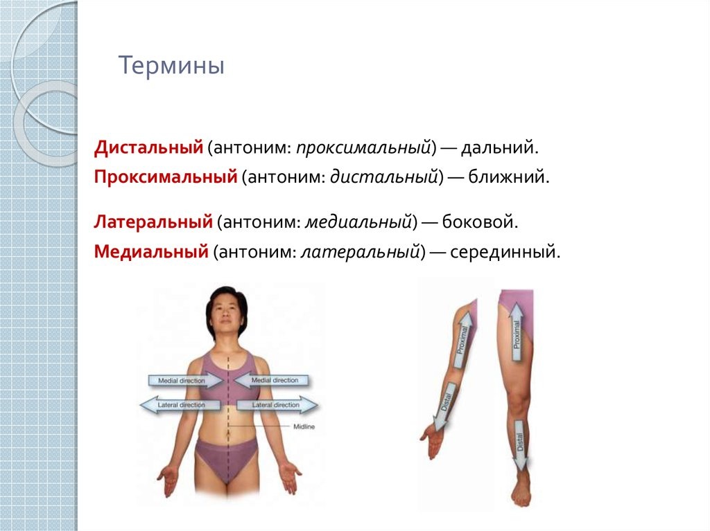 латерально, медиально.