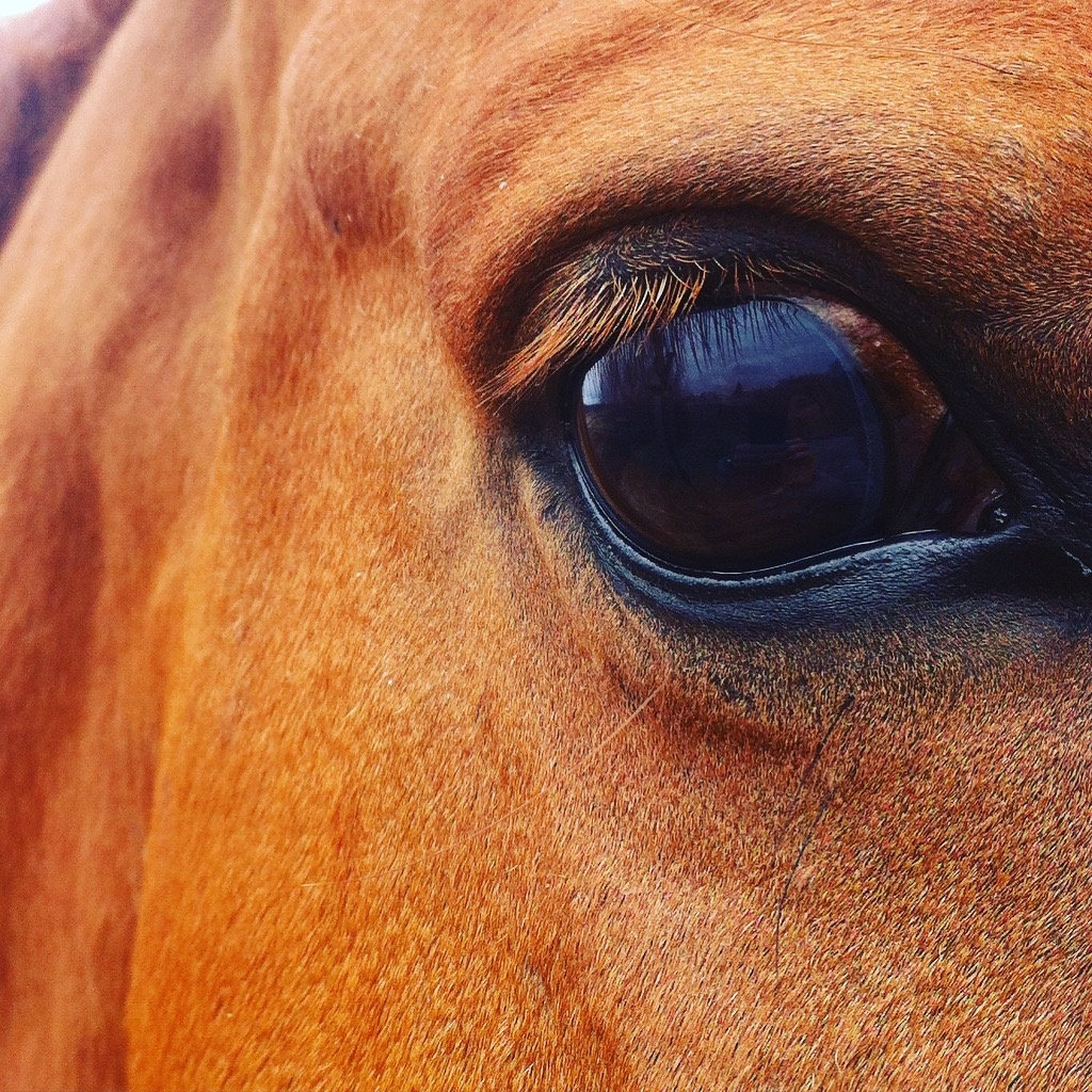 У лошадей- очень выразительные глаза, особенно когда в них, отражаешься ты. Самонадеянно. Но мне нравится так думать.