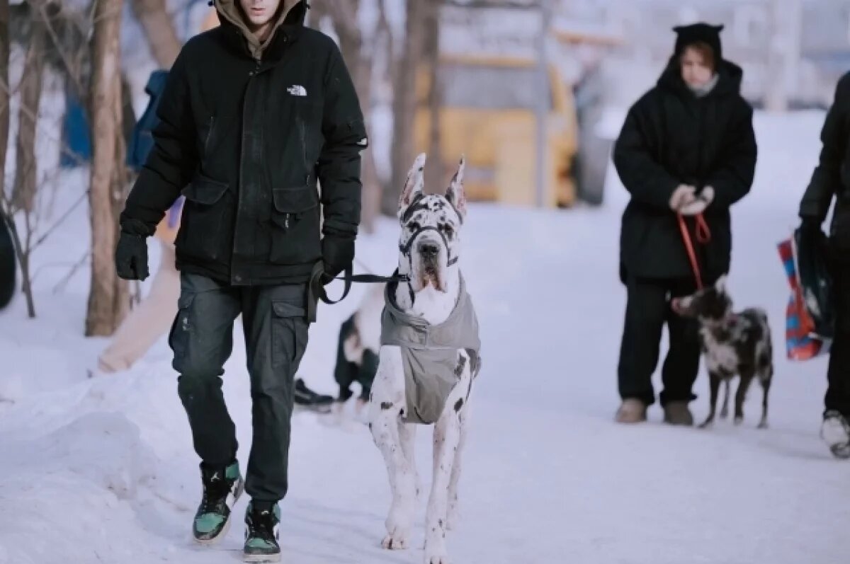    В Собинке построят крематорий для домашних животных