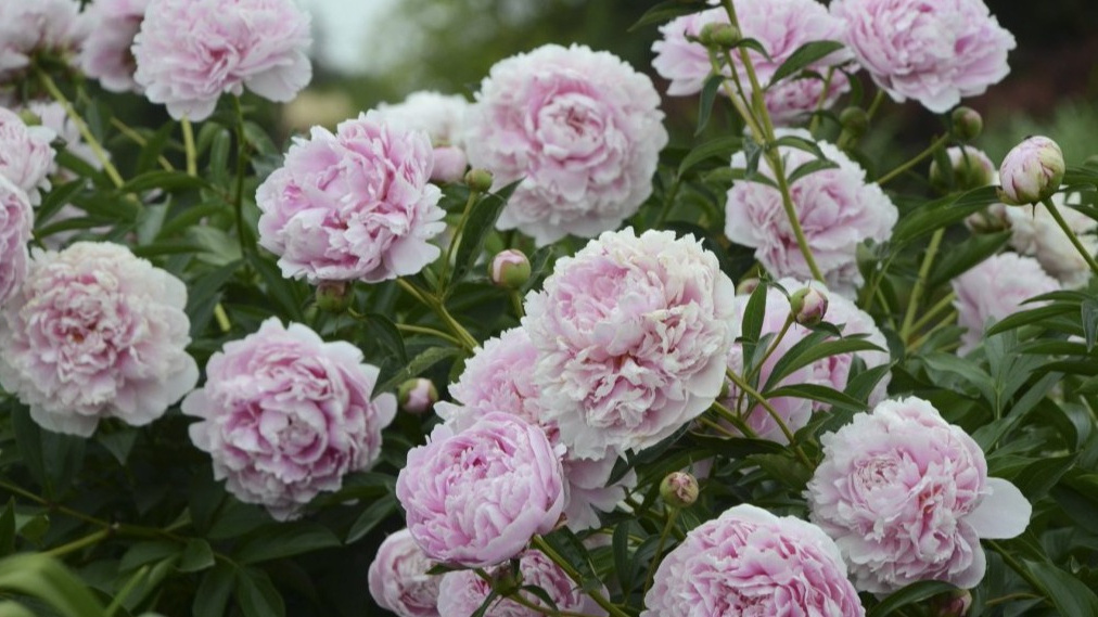 Результат правильных весенних подкормок - обильное цветение пионов