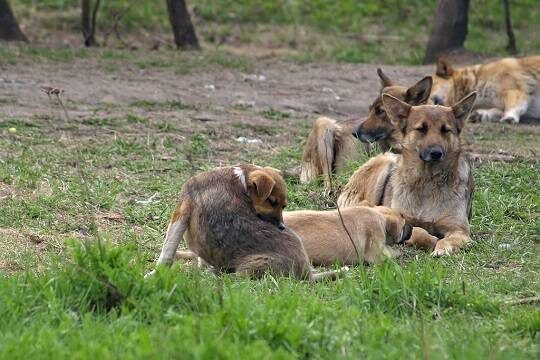    В 2025 году собаки напали на людей более чем в двадцати регионах РФ