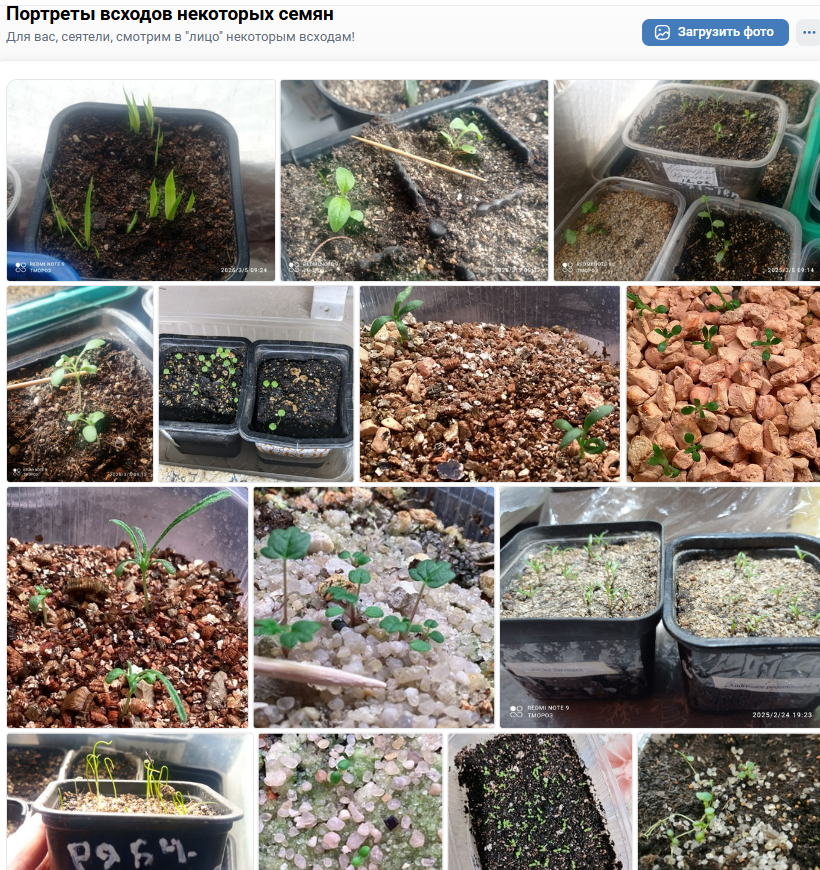 из альбом в ВК