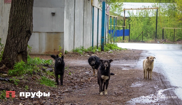    Фото: Пруфы.рф