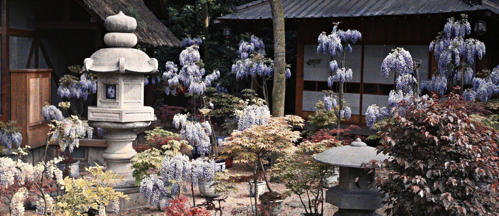 Фонари, цветущие глицинии и деревья бонсай между пагодой и молочной фермой у входа в «японскую деревню».Propriété d'Albert Kahn, Boulogne, France, avril 1912. © Musée Albert-Kahn/CD92