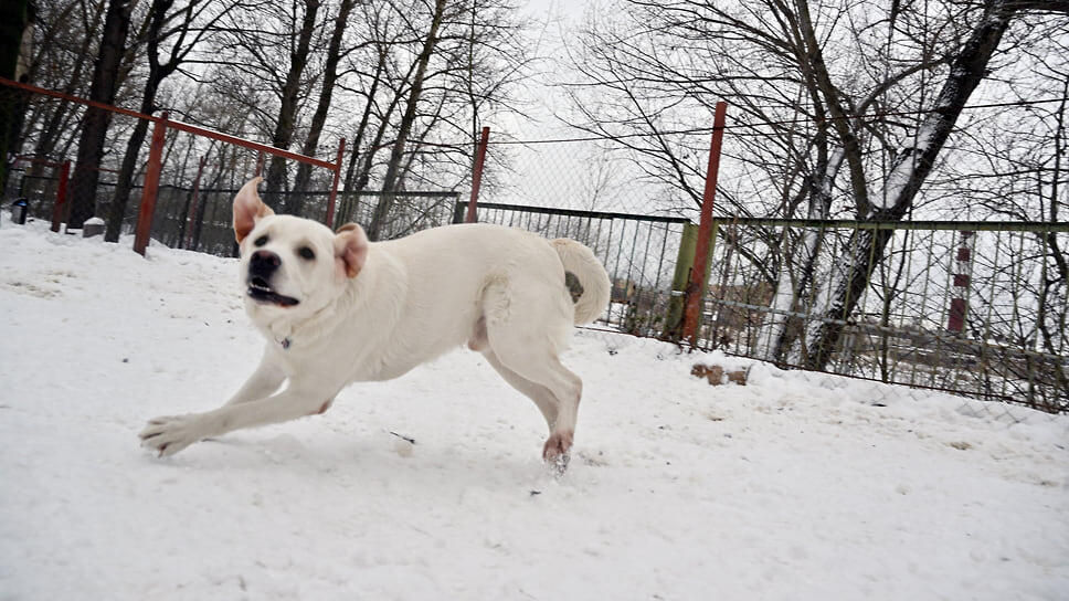 Фото: Дмитрий Лебедев / Коммерсантъ