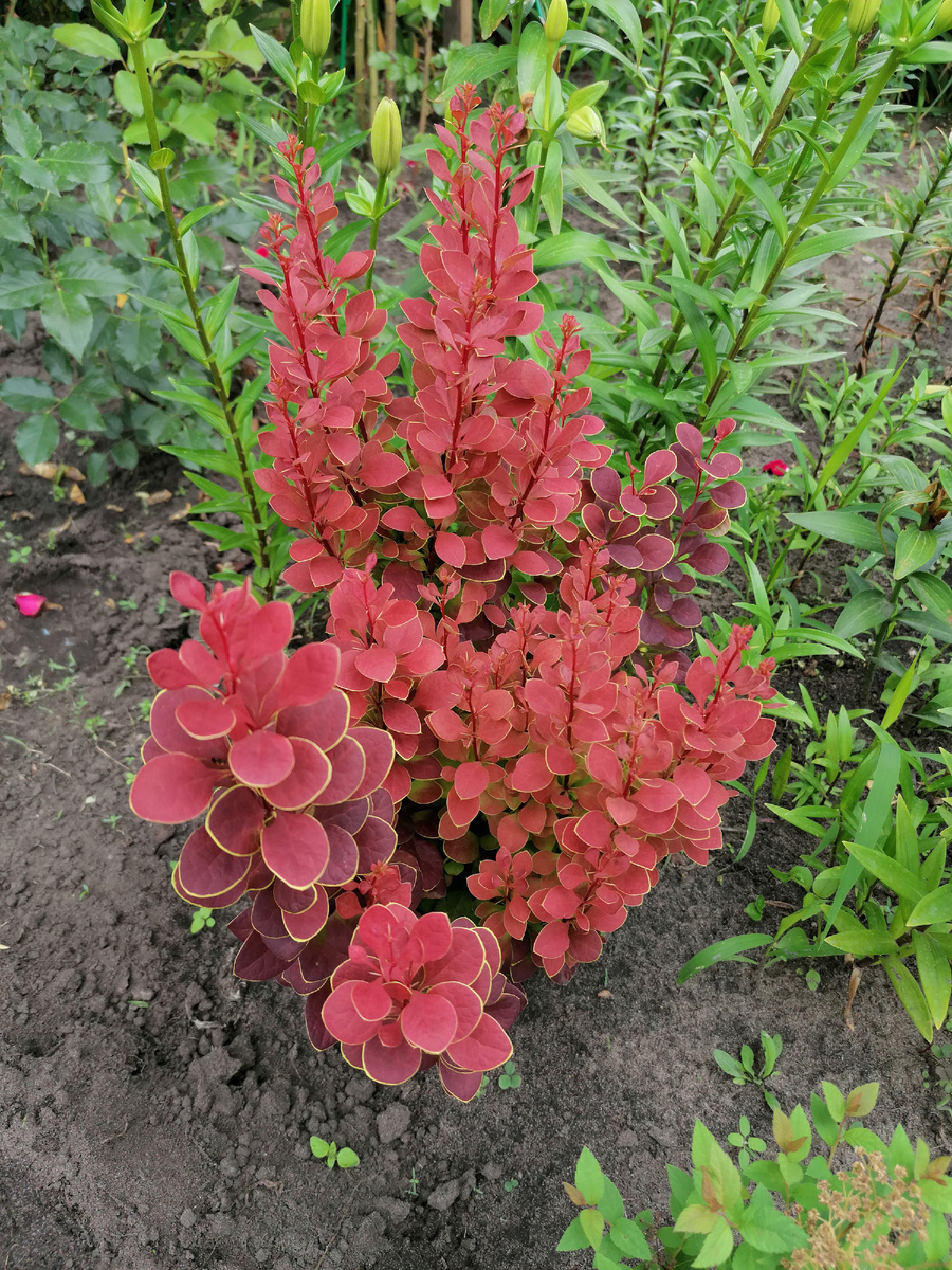 Барбарис Тунберга сорт Неон