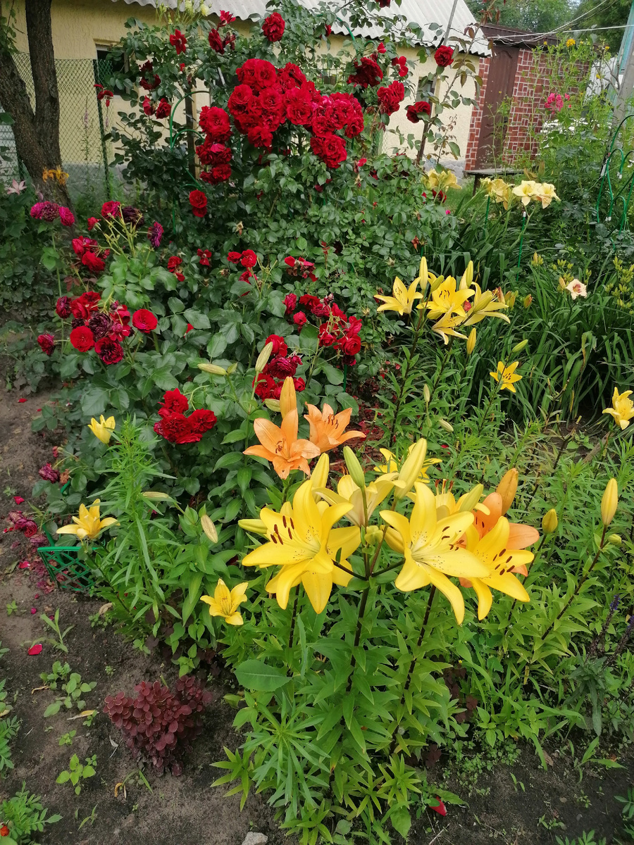 Вот он виднеется внизу, в ногах у лилий