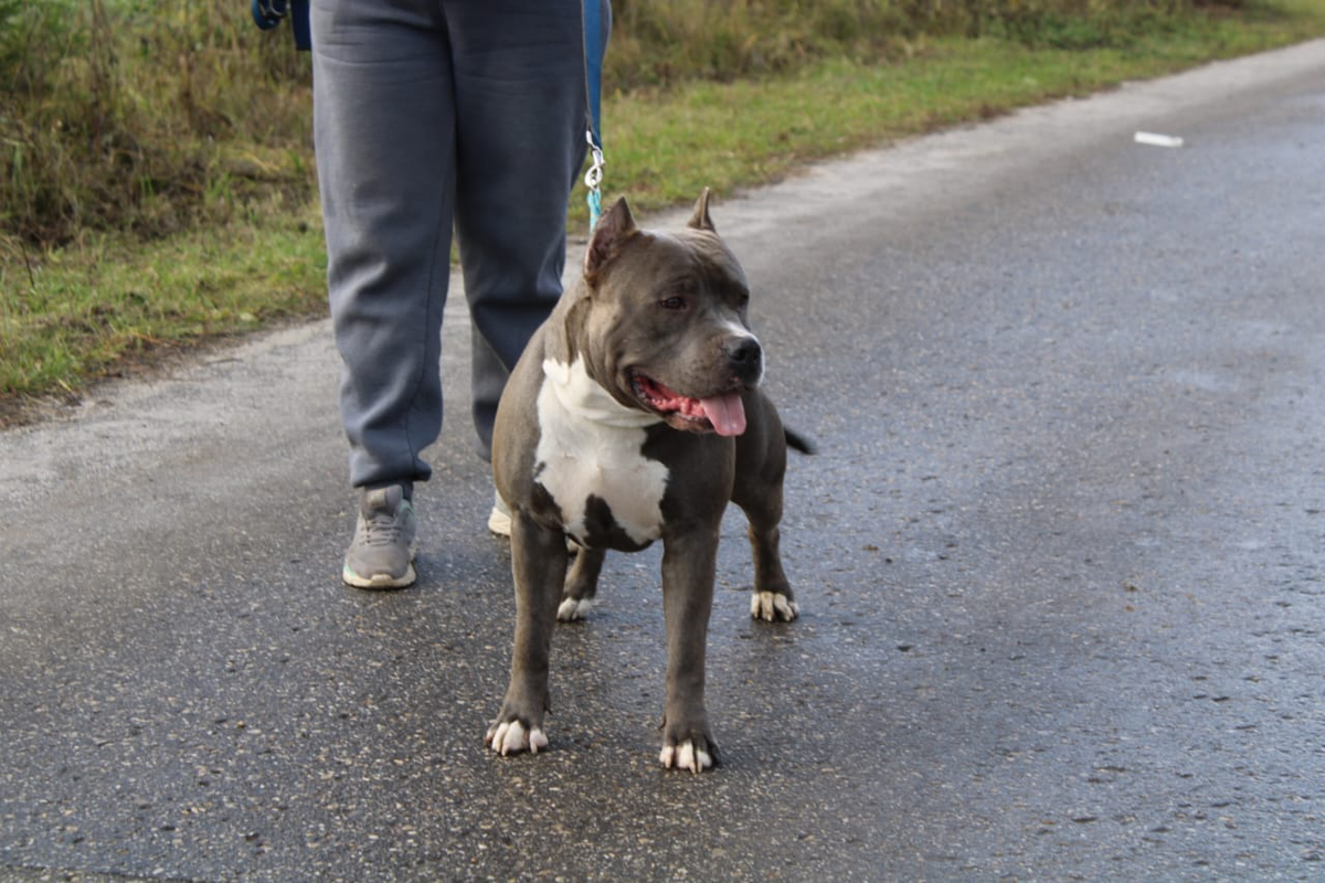 Папа нашего щенка