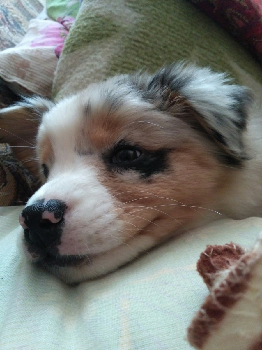 Первые домашние фотографии