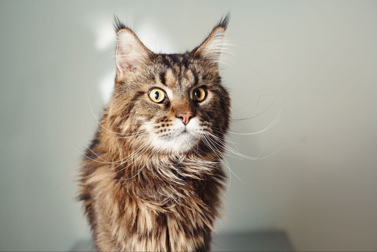 Жизнь мейн-куна, к сожалению, испорчена навсегда...