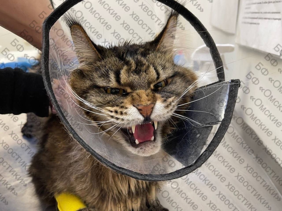 Малыш сильно агрессировал когда попал к нам, конечно, испытать столько бoли...