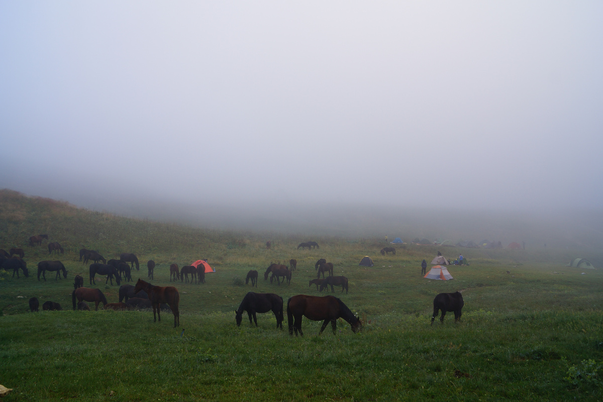 Лошади в горах