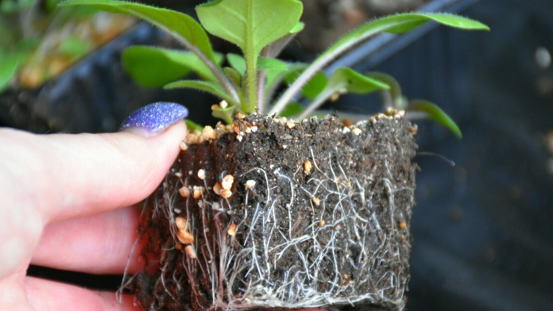 Результат применения метода через 7-10 дней