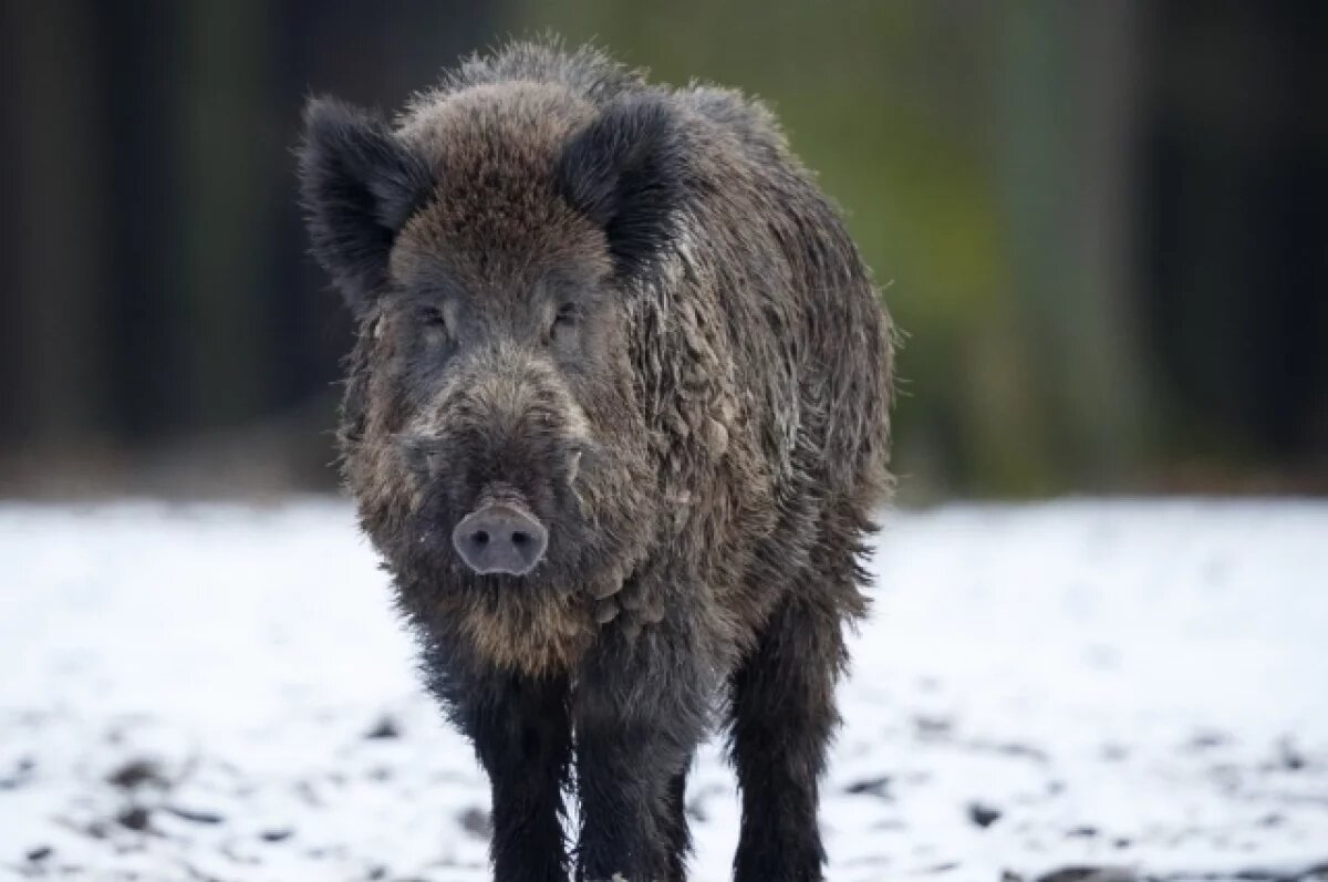    Информацию передали охотникам района, которые должны будут отогнать кабанов в лес