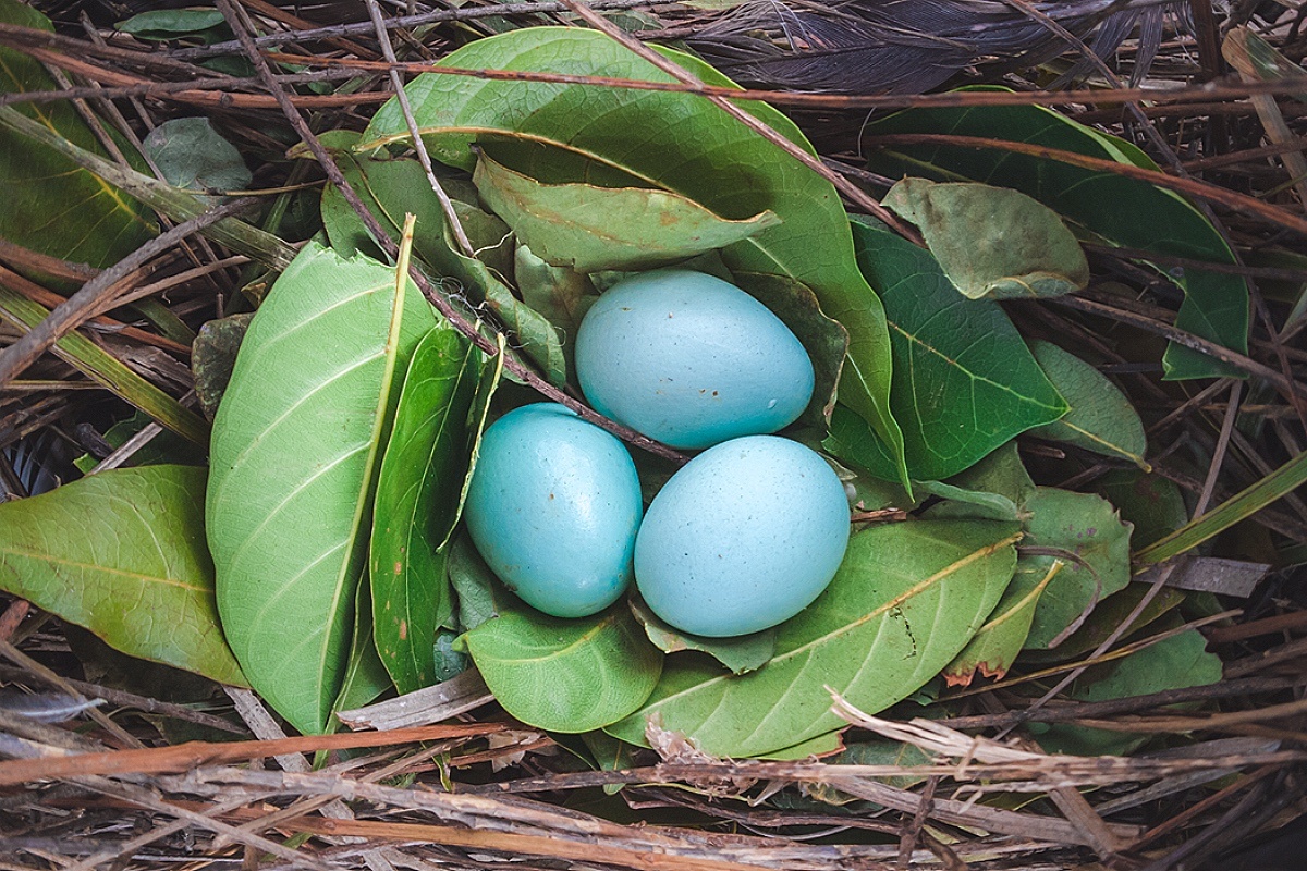 ANUCHA PALAMA / Shutterstock / FOTODOM📷Robin egg blue, или «цвет яйца малиновки»