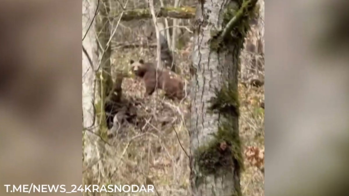    Видео канала «Кубань 24»