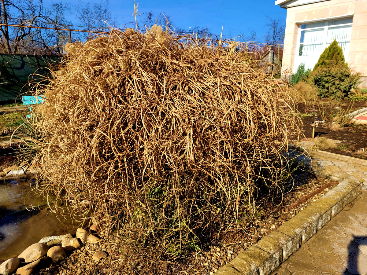 Мискантус после зимы(фото от 5 марта 2025 года)