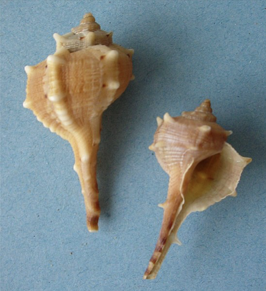 Bolinus brandaris. Источник: https://ru.wikipedia.org/wiki/Bolinus