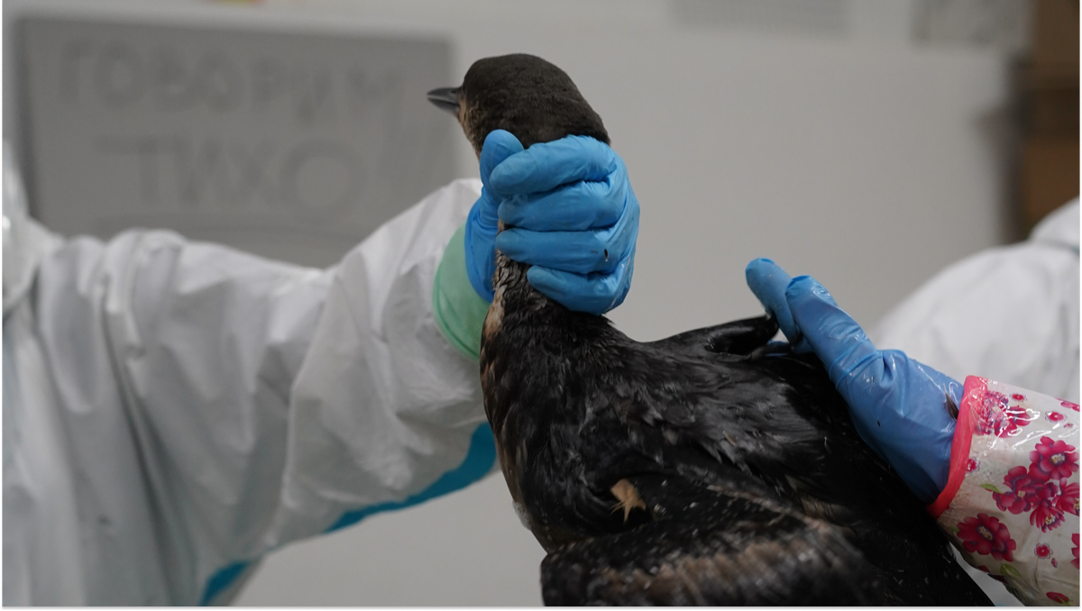    Елена Коноплёва спасает птиц от мазута. Фото: штаб #МЫВМЕСТЕ